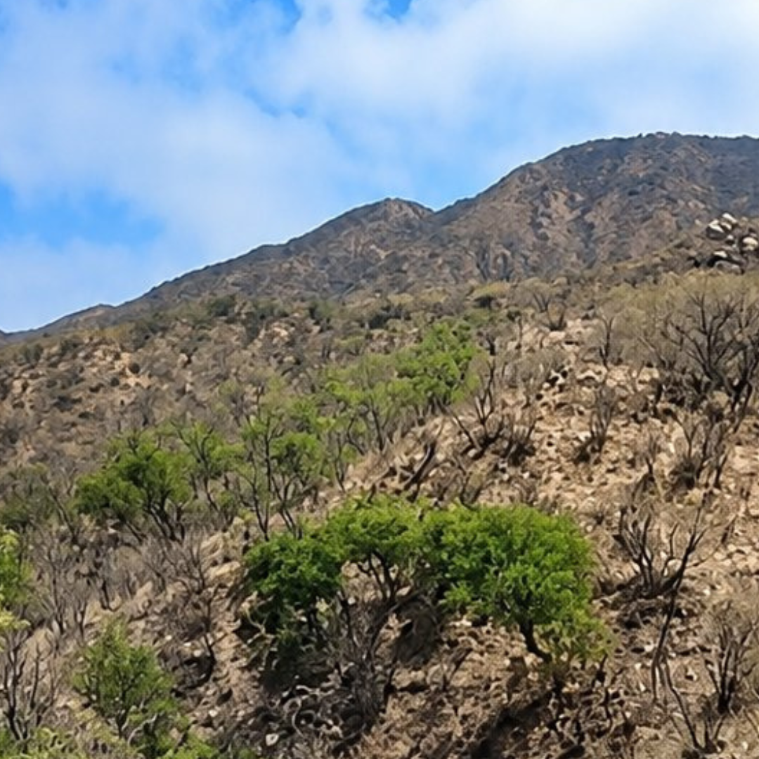 Brigadistas Combaten Incendio Forestal en Sierra Alta de Sonora; Realizan Colecta en Apoyo